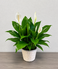 Everlasting Peace Lily