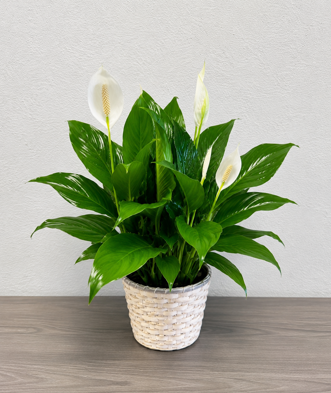 Everlasting Peace Lily