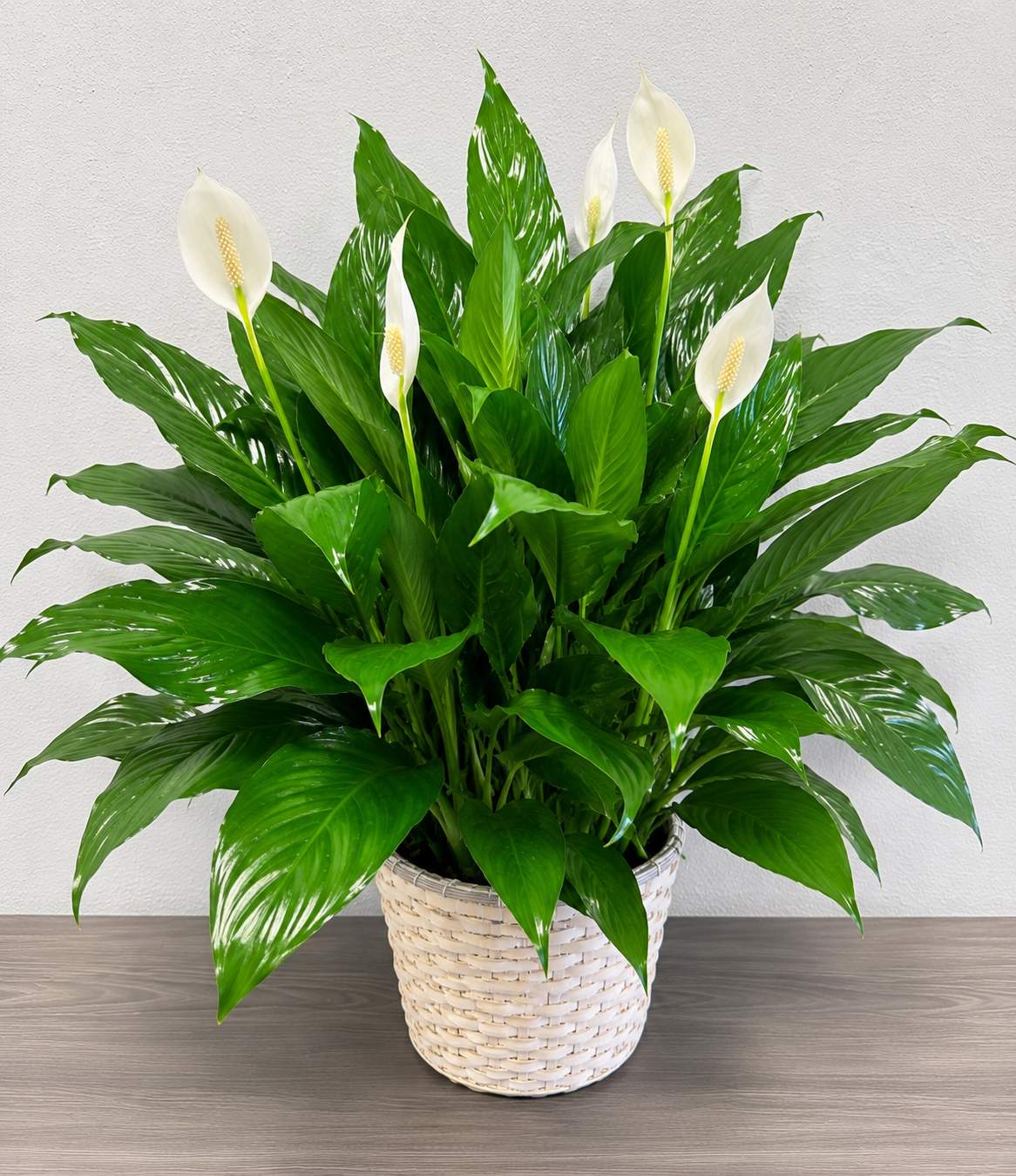 Everlasting Peace Lily