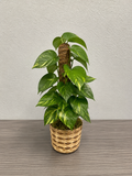Ivy Pothos Plant
