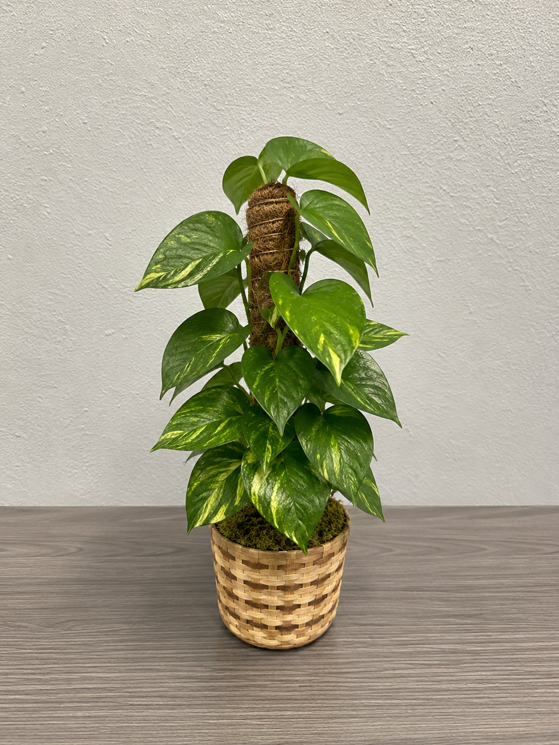 Ivy Pothos Plant