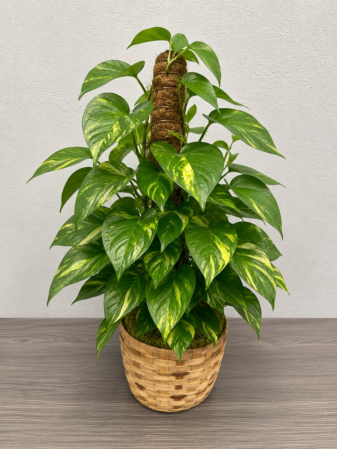 Ivy Pothos Plant