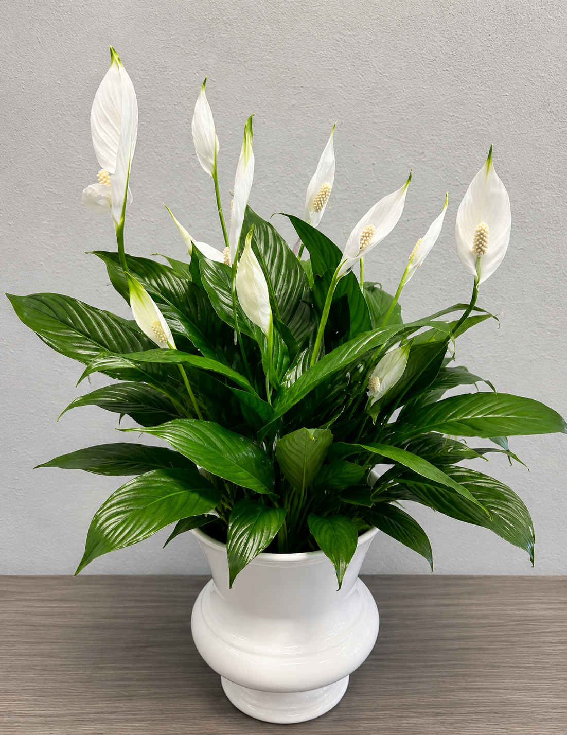 Peace Lily Plant