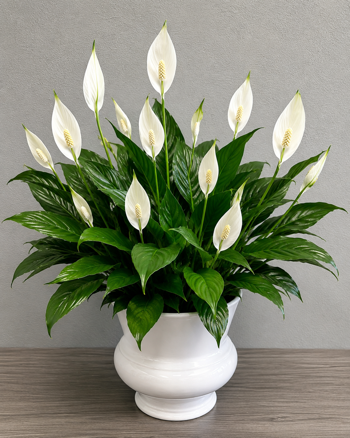Peace Lily Plant