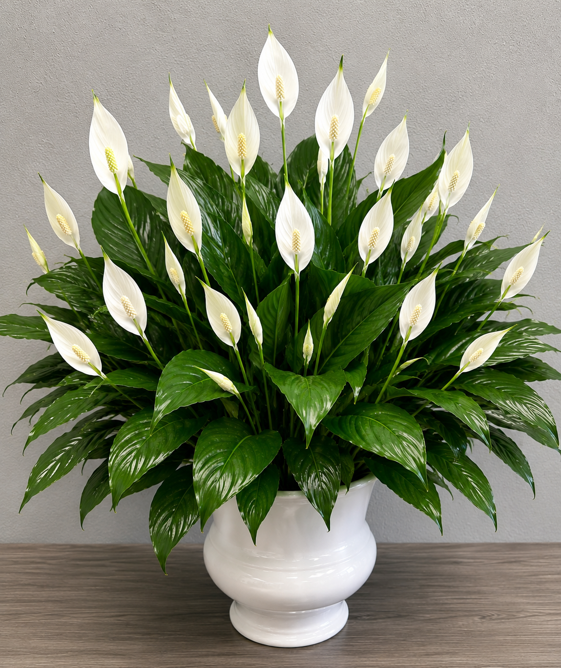 Peace Lily Plant