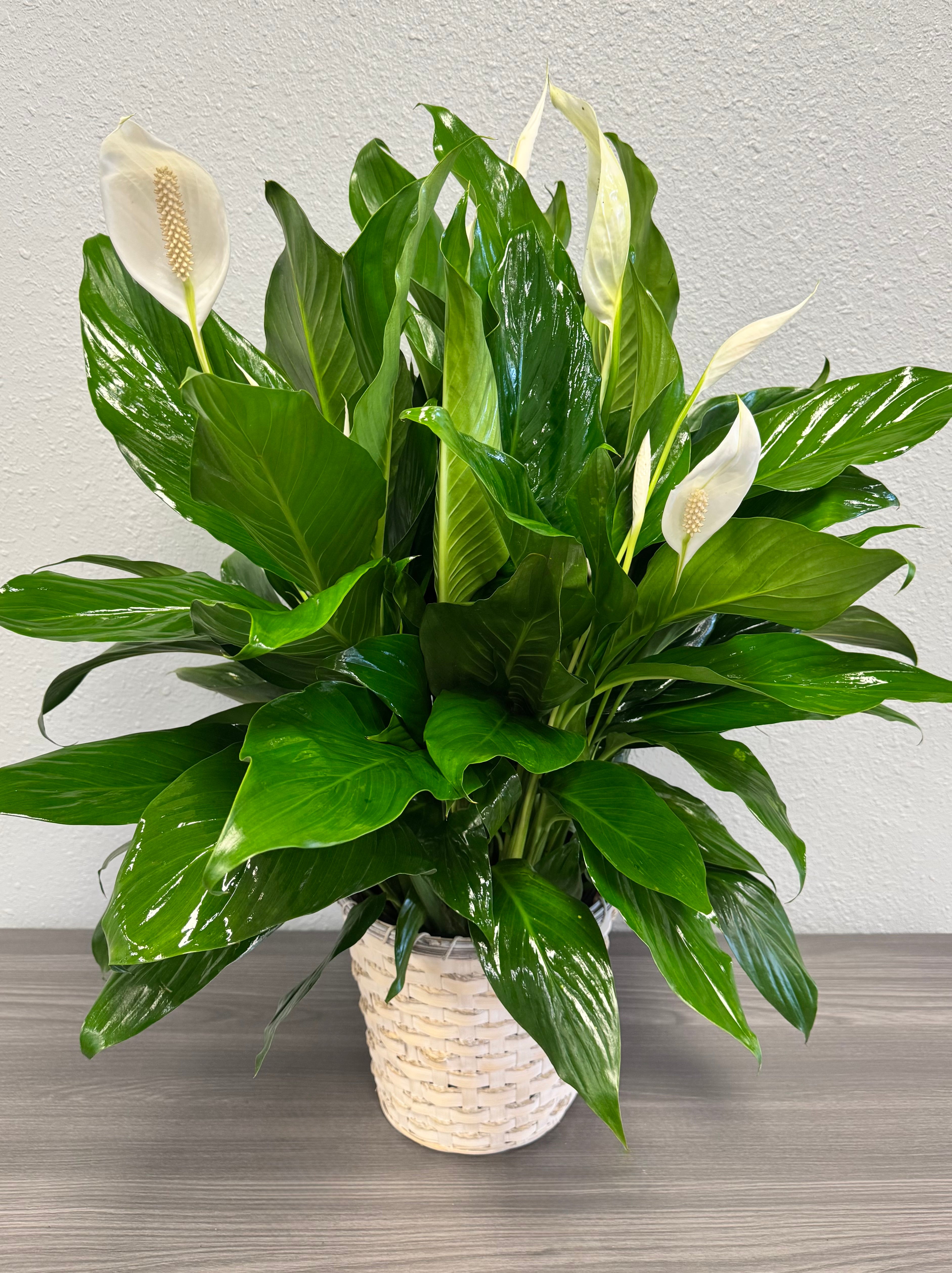 Everlasting Peace Lily