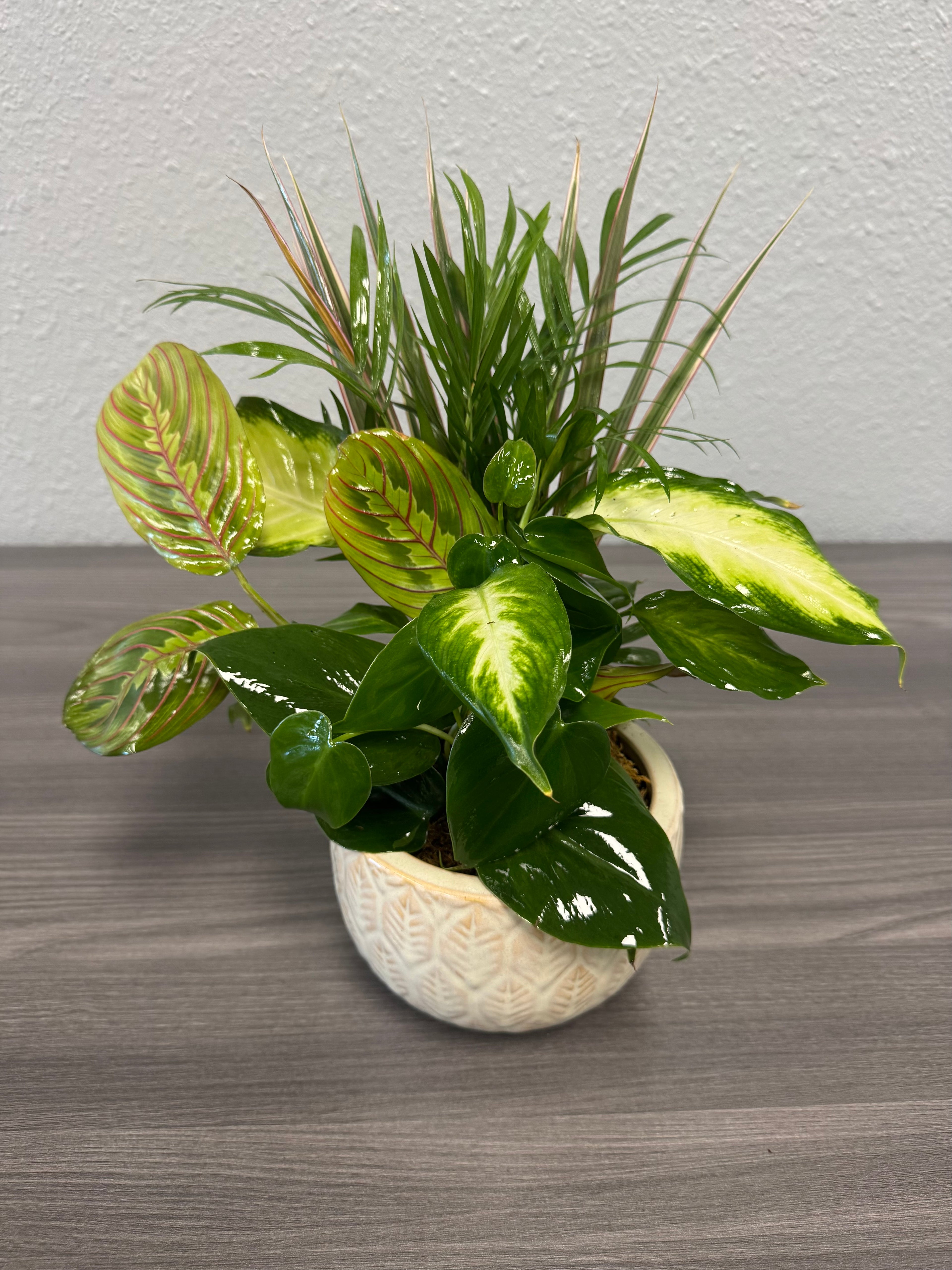 Modern Tropics Dish Garden