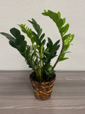 Emerald ZZ Plant