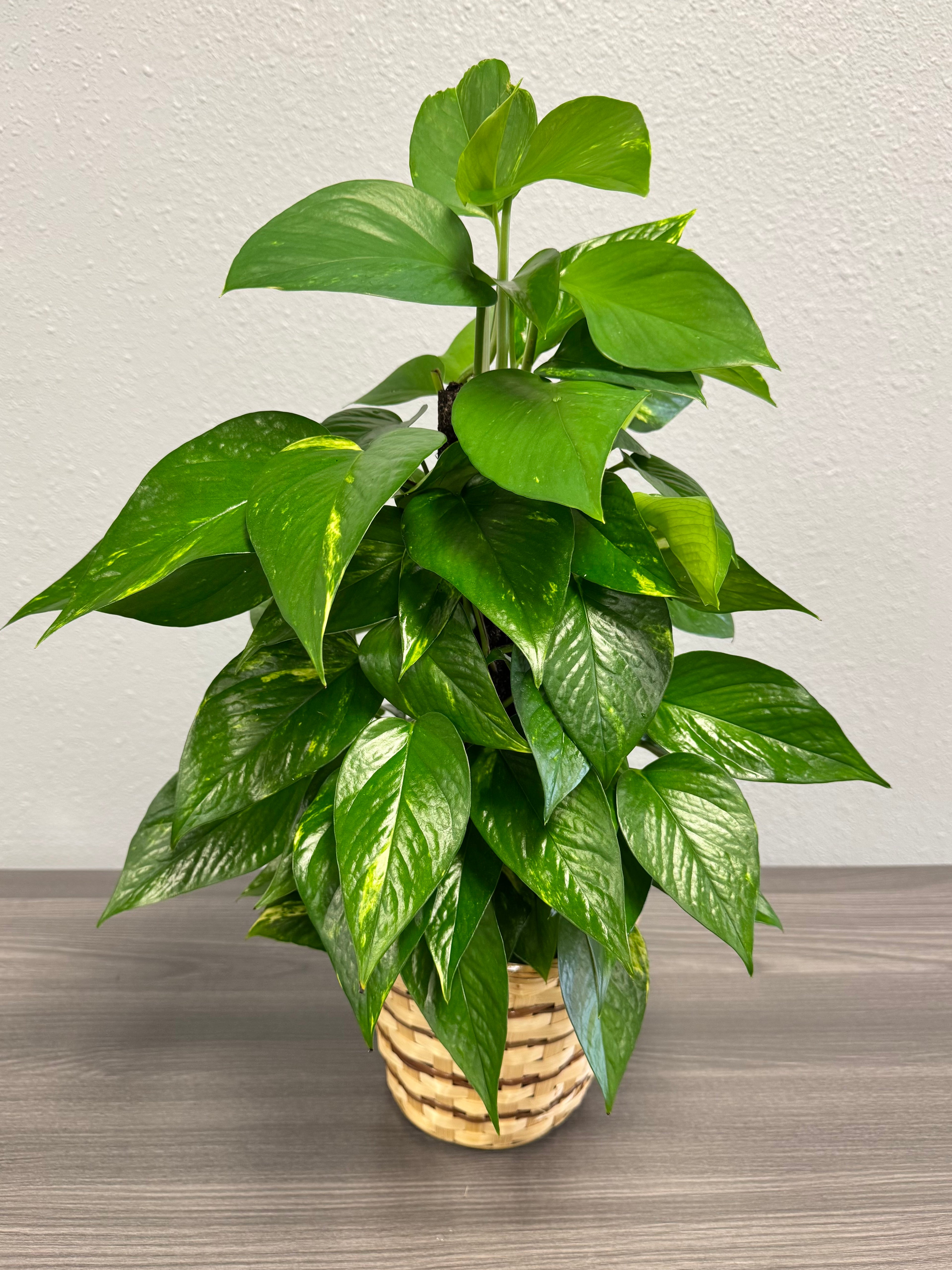 Ivy Pothos Plant